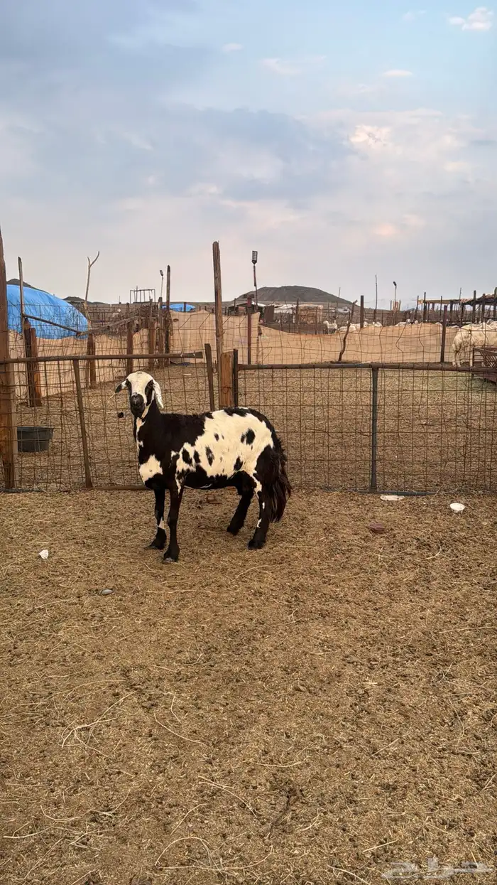 للبيع 2 سواكن دفيع 4