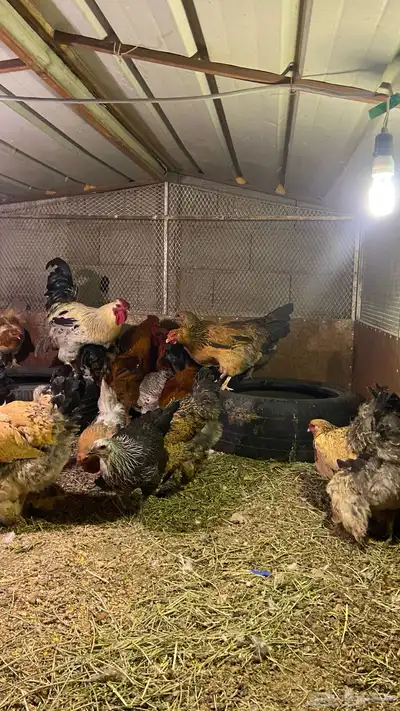 دجاج براهم حضان شرط معه 16 دجاجه و4 ديوك index