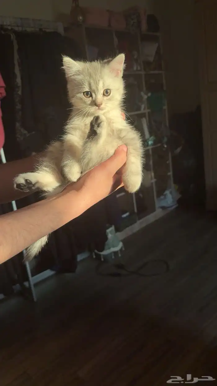 قط سكوتش فولد للبيع 400 ريال 3