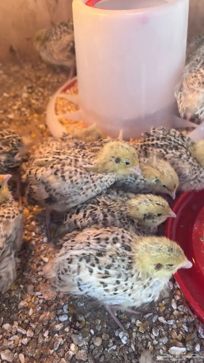 صيصان سمان العدد 20لون واحد 0