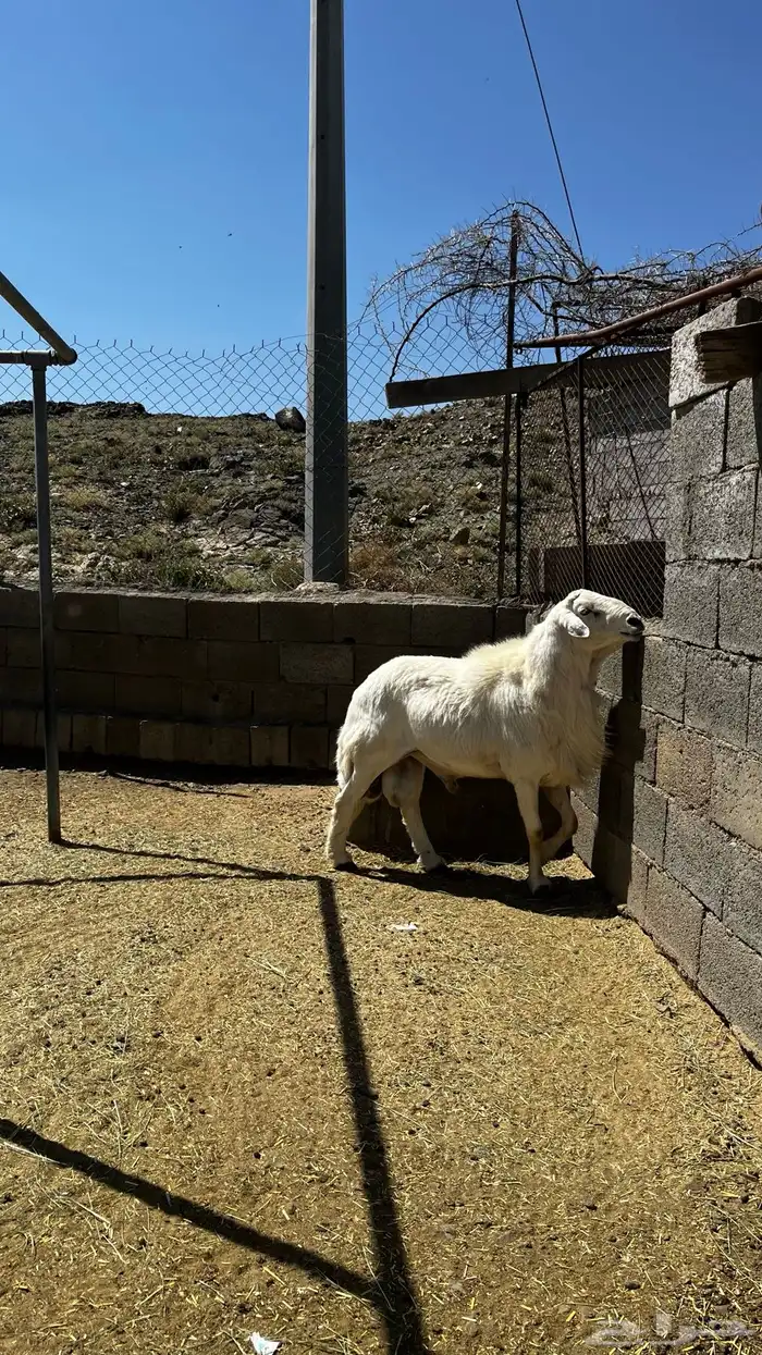 خروف فحل السن جامع سليم من الامراض انتاجه كفو 4