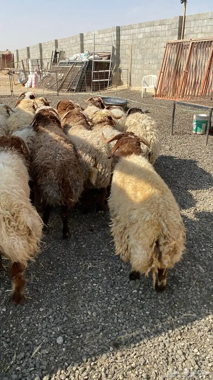 طليان نعيمي جبر ناهي 12