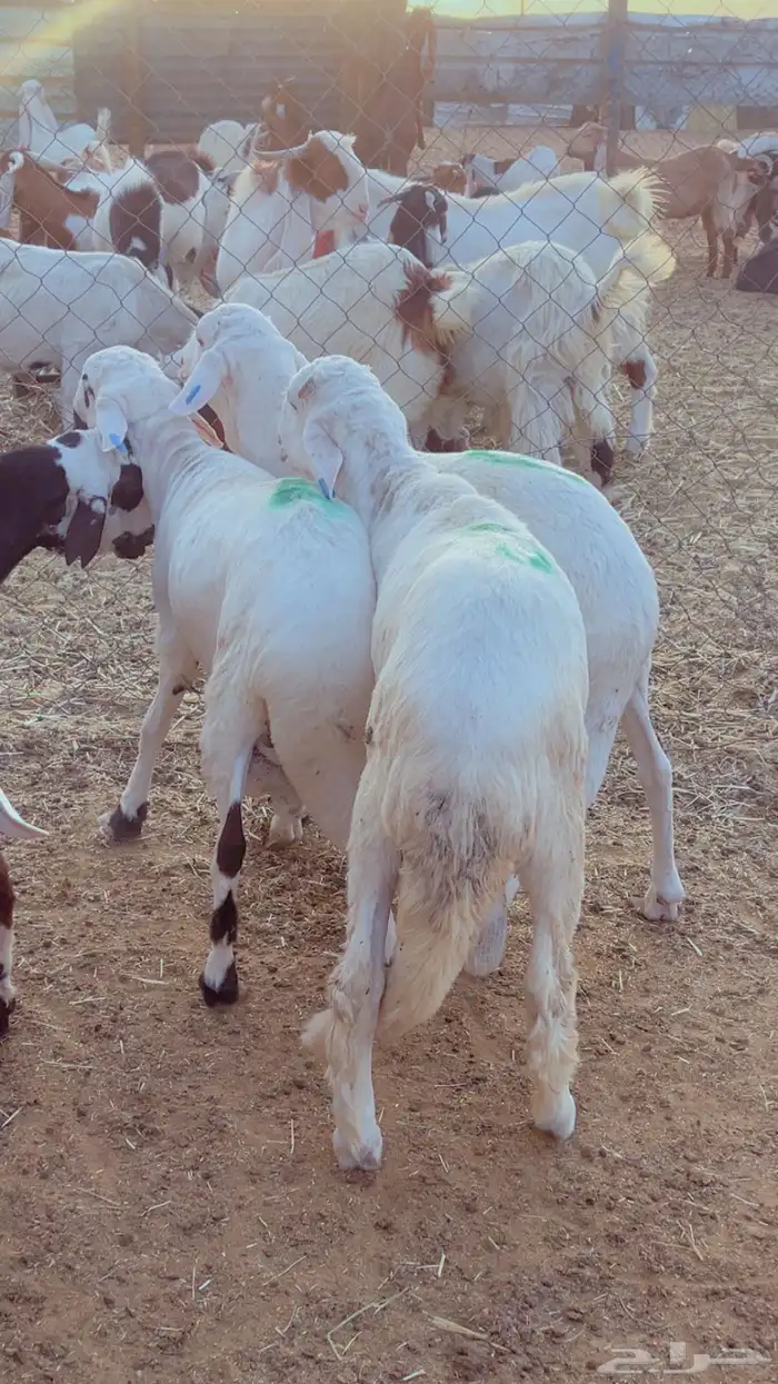 طليان سواكن مرابي 4 شهور فل شحم 5