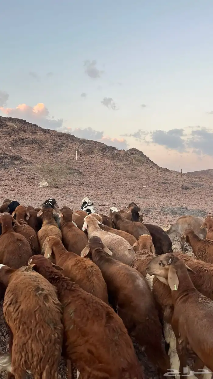 طليان سواكن حمري جادعان مرابى شرط مناسبات زواجات 16