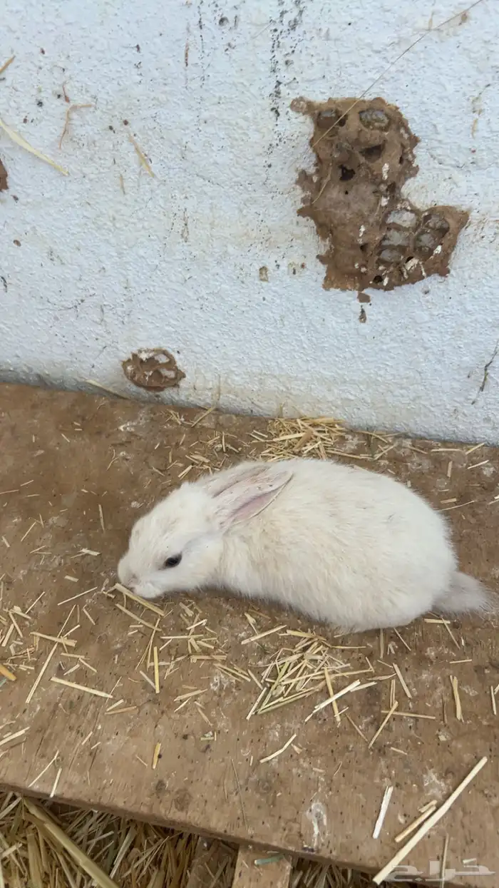 ارانب للبيع 1