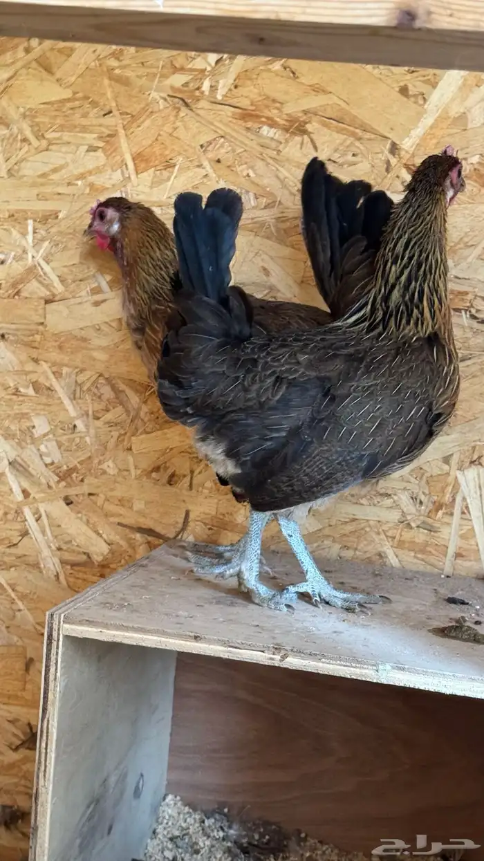 دجاج عربي ترثه اصيل فري 80