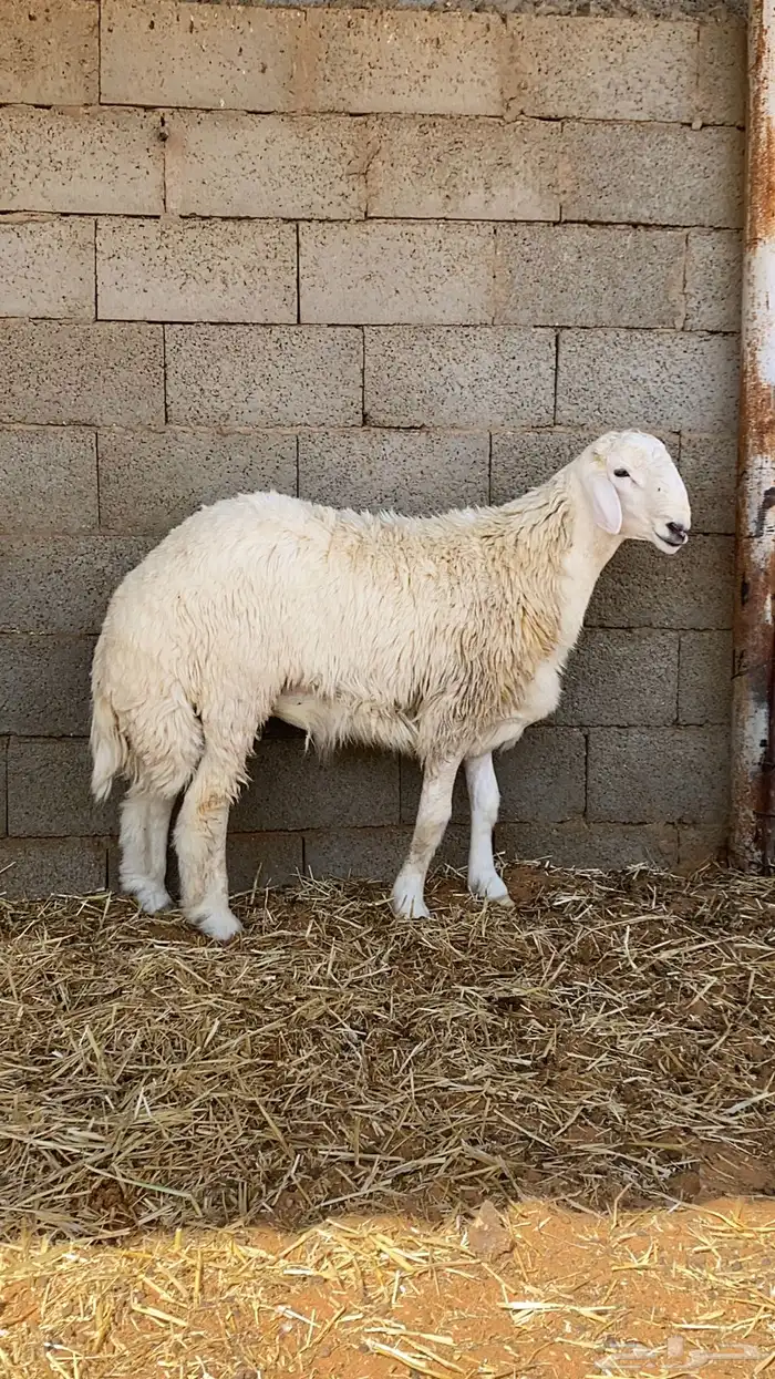 خروف فحل حري 0