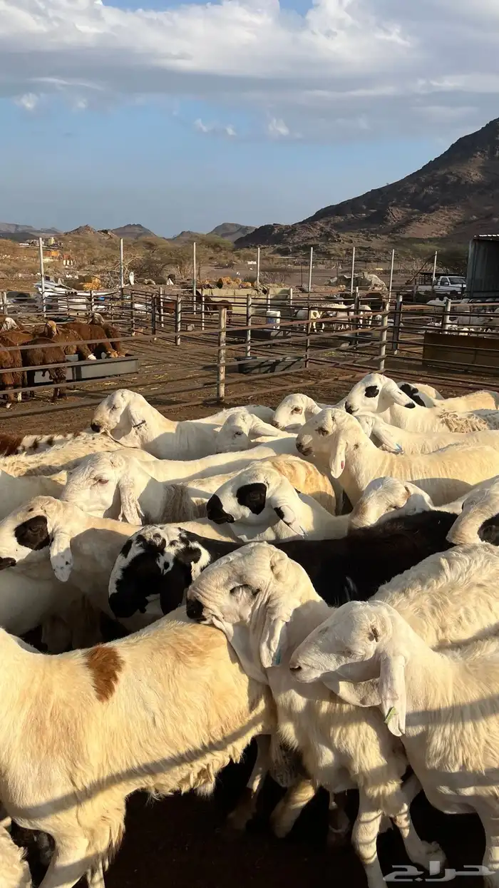 طليان سواكن جادعان شبيه الحري 11