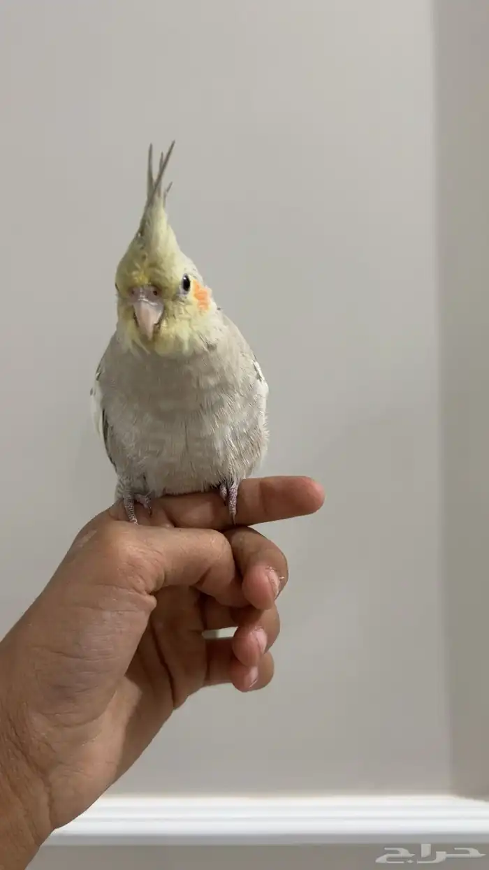 كروان اليف وهدد نشبه شرط 1