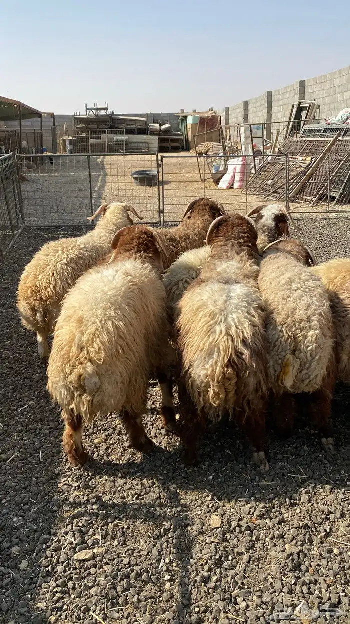 طليان نعيمي جبر ناهي 2