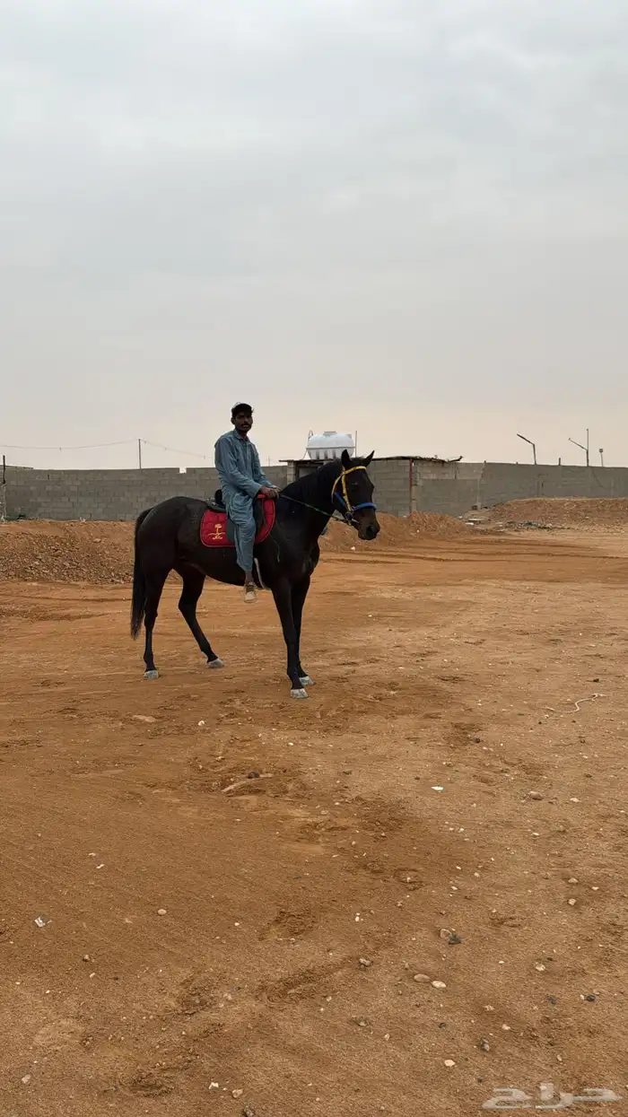 فرس انجليزية 0