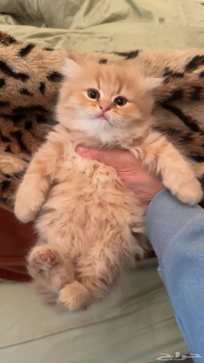 للبيع الواحد ب500 عمرهم شهرين 2