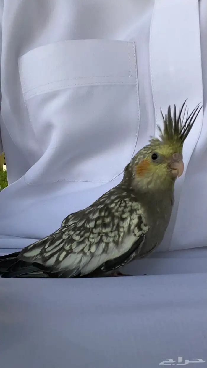 فرخ كروان العمر شهرين على وشك الفطام مع الحضانه الحد 300 3