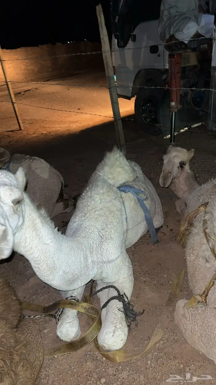 قعدان للبيع جمله او تفريد 4