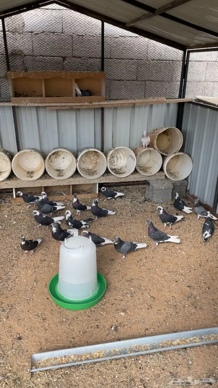 ماشاءالله تبارك الله للبيع قطايف معاريف 9