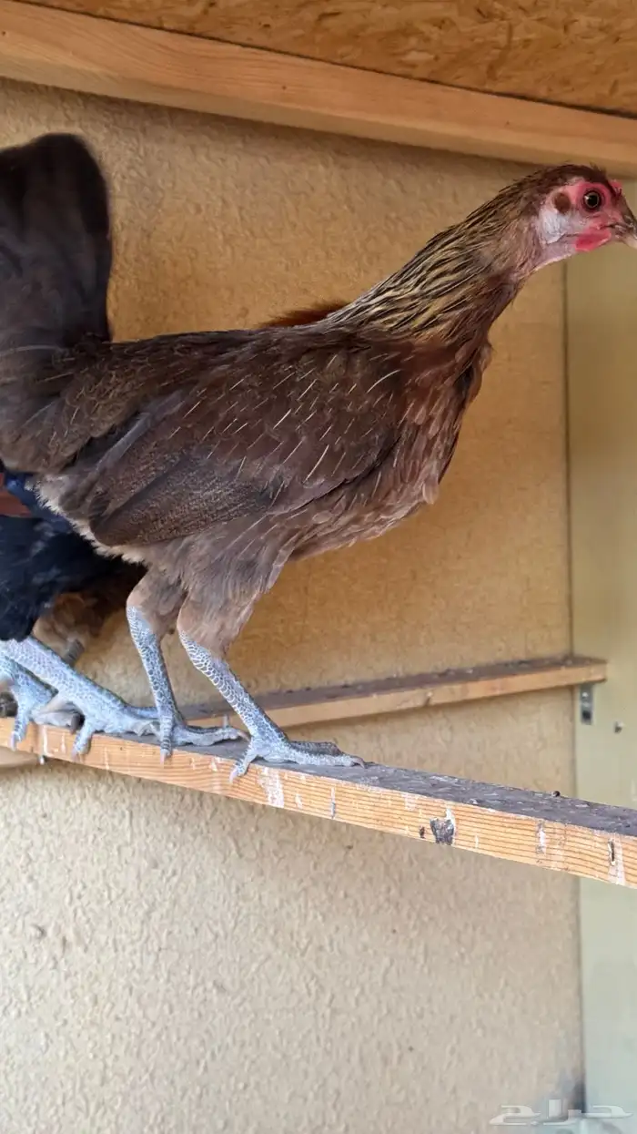 دجاج عربي ترثه اصيل فري 75