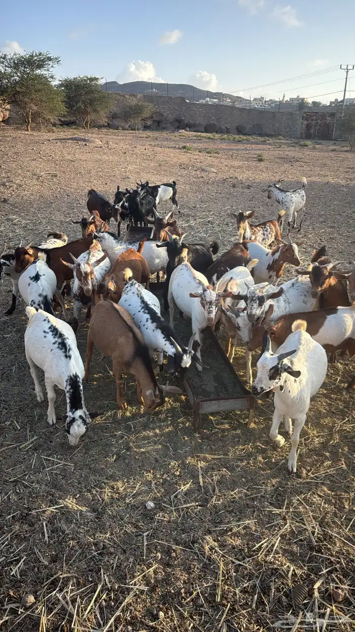 تيوس بلدي ساس وتربية فل شحم 1