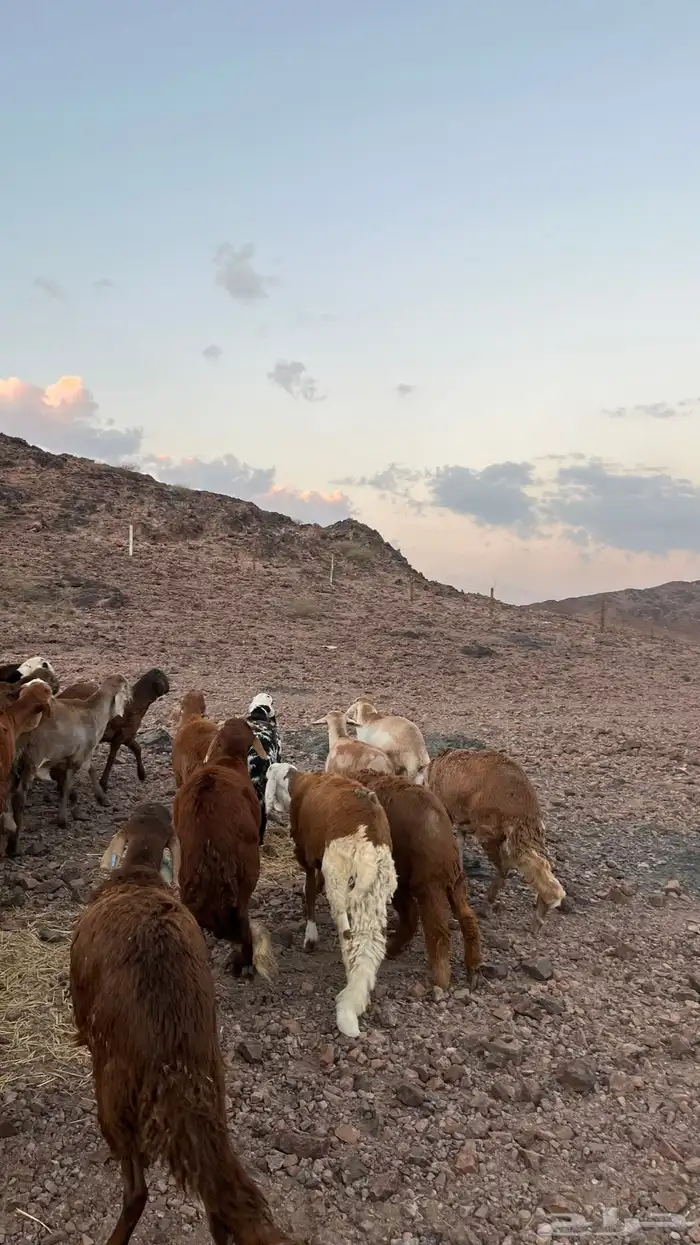 طليان سواكن حمري جادعان مرابى شرط مناسبات زواجات 12