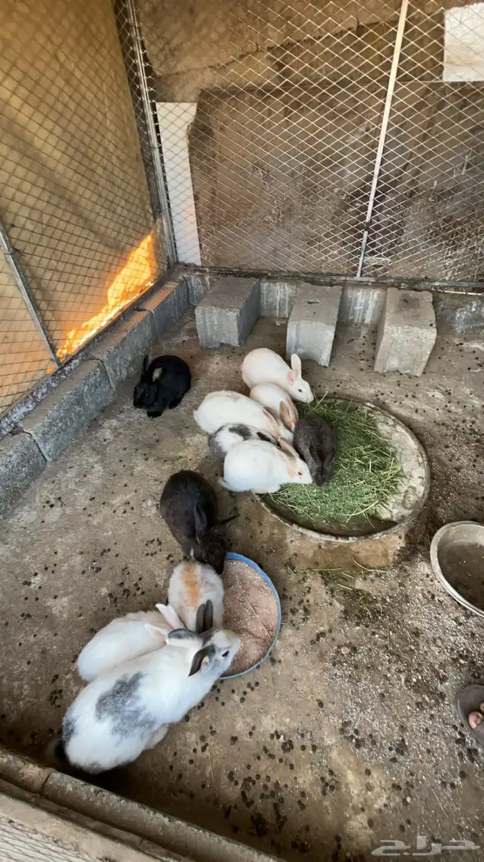 ارانب للبيع 0