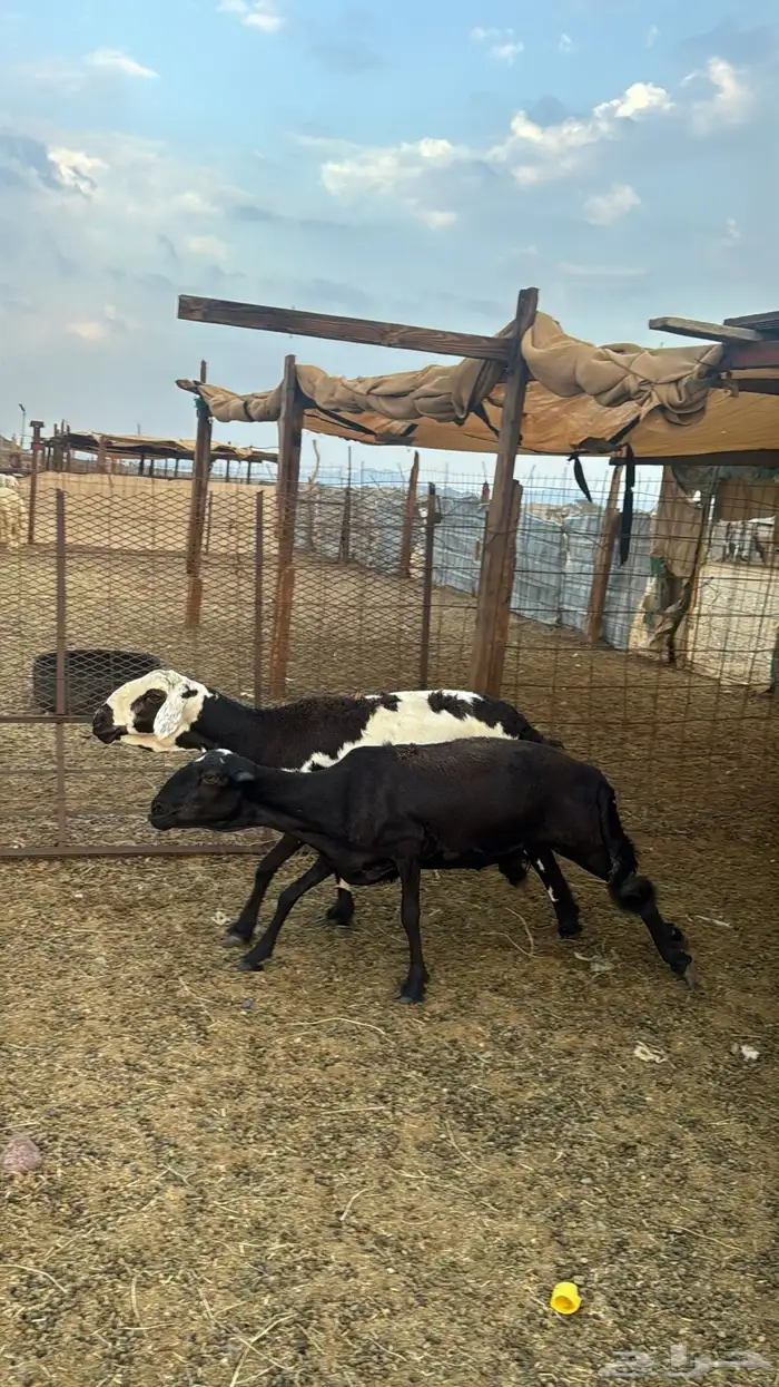 للبيع 2 سواكن دفيع 6