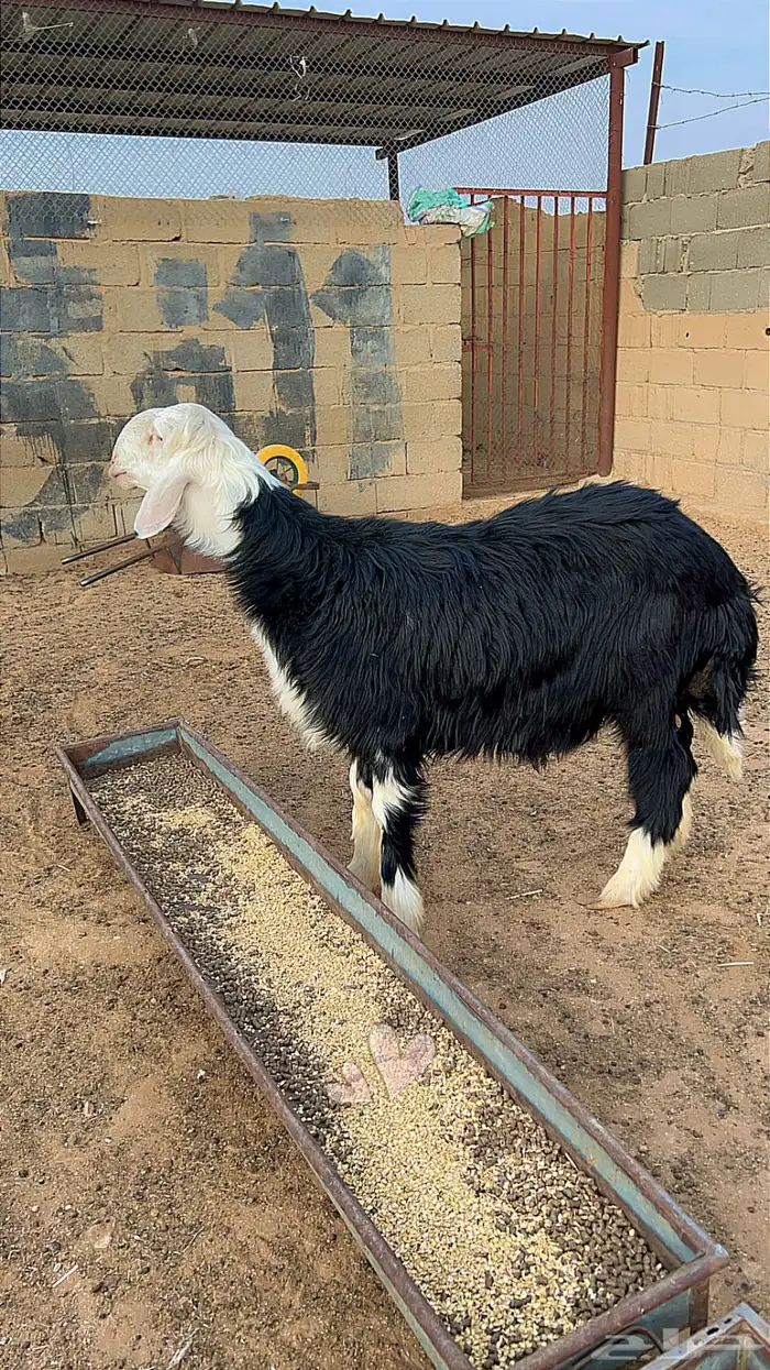 طلي نجدي صنف 0