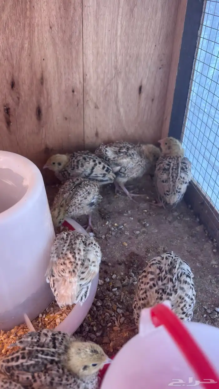 صيصان سمان العدد 20لون واحد 2