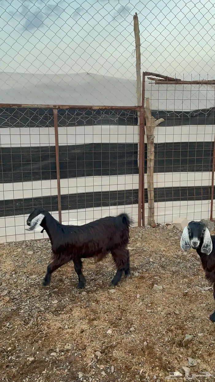 جفار (تم البيع ) 4