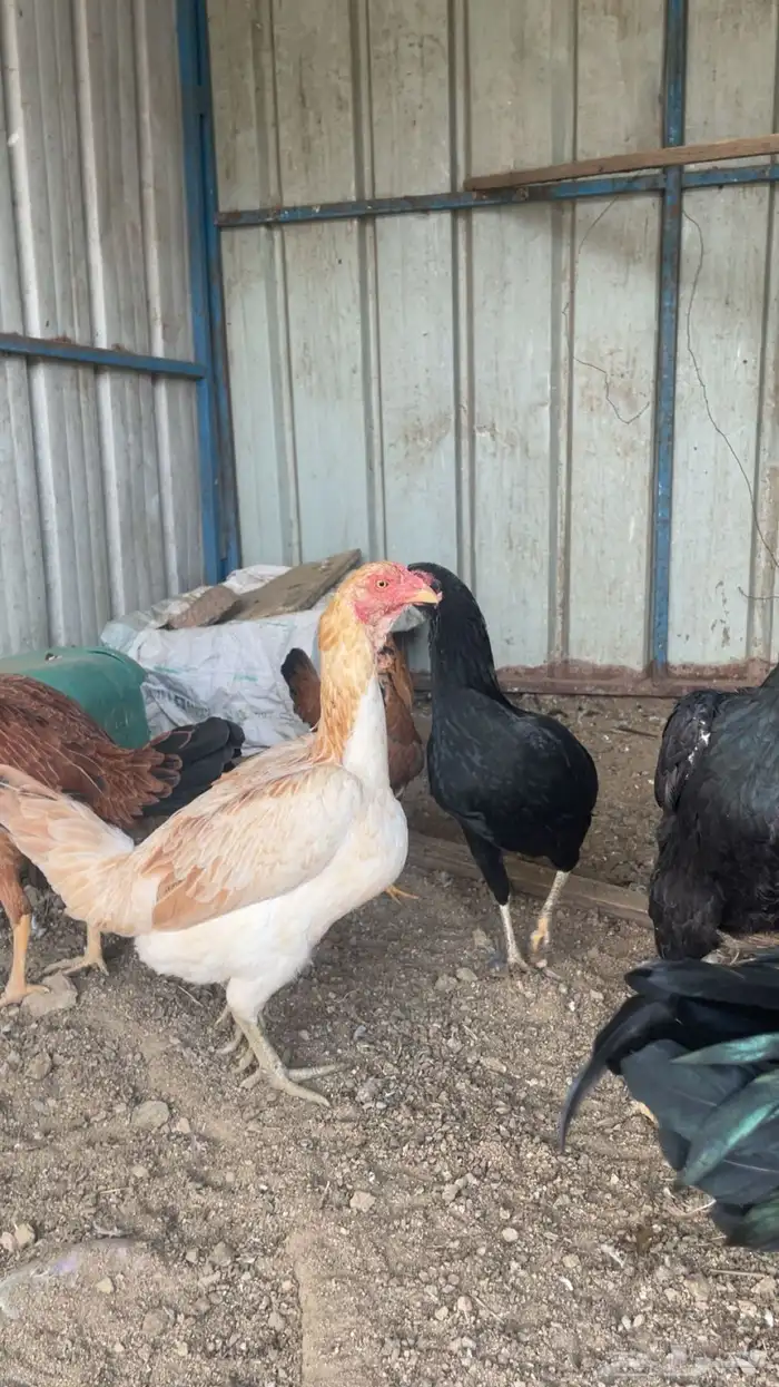 دجاج للبيع 5