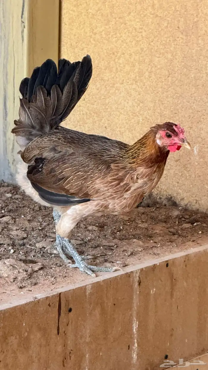 دجاج عربي ترثه اصيل فري 88