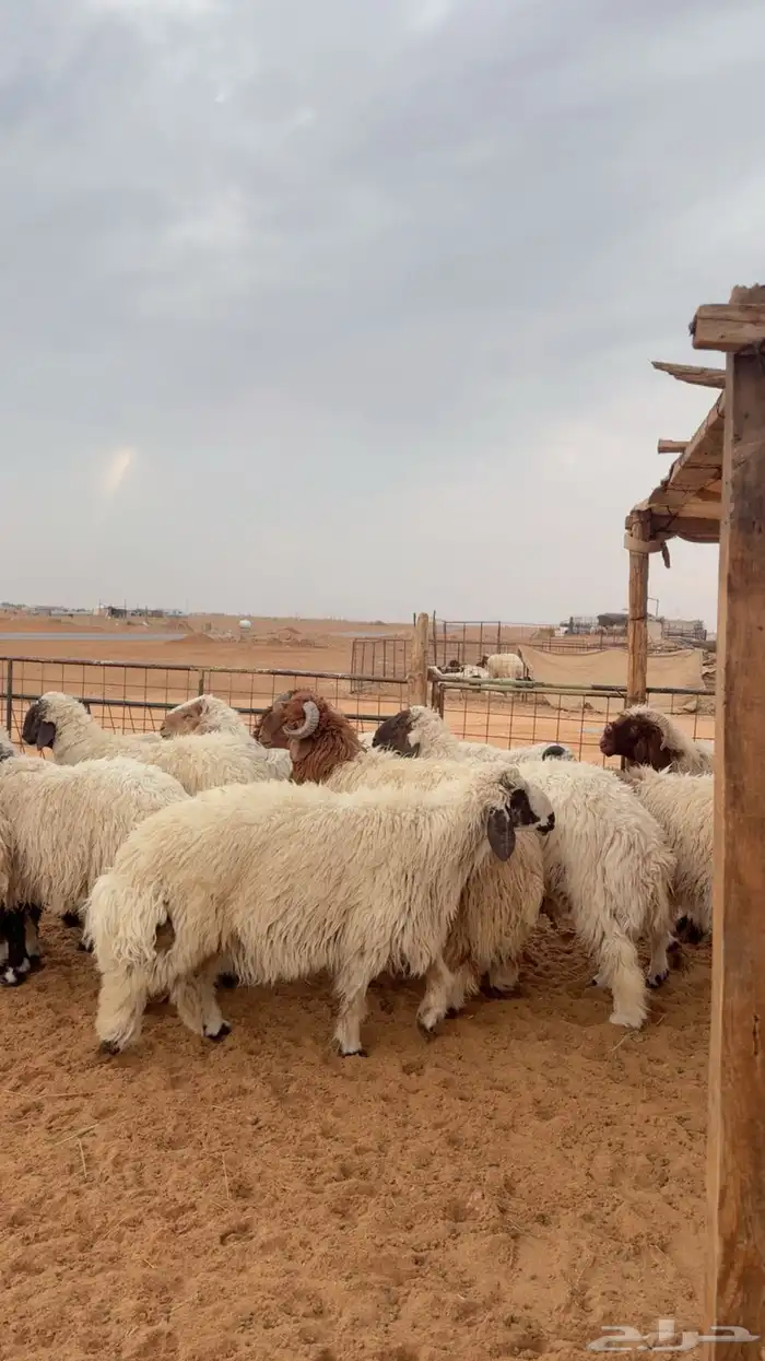 نعيم وحري العدد 12 جبر 2