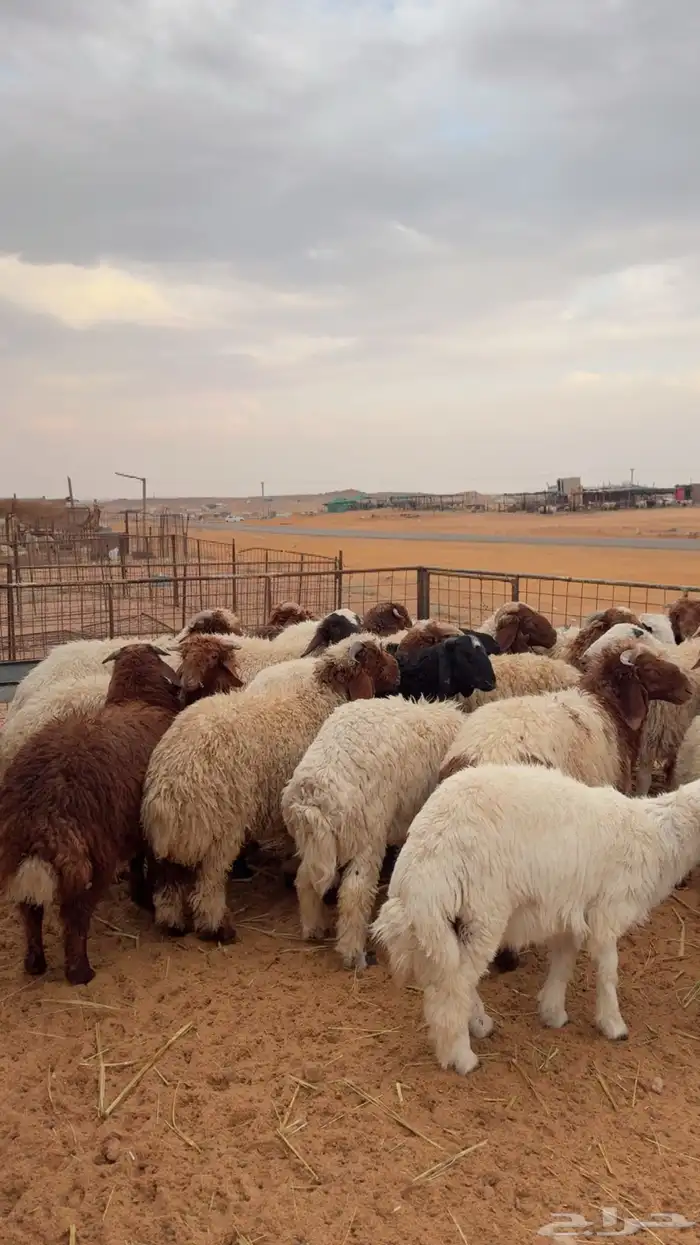 خرفان العدد 25 ( بريدة) 3