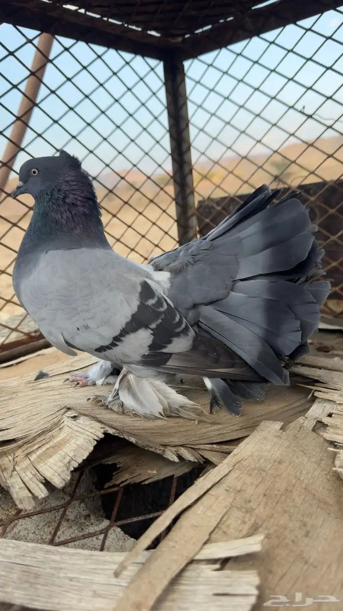 للبيع رقاص هندي 7