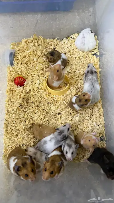 هامستر سوري منتجات index