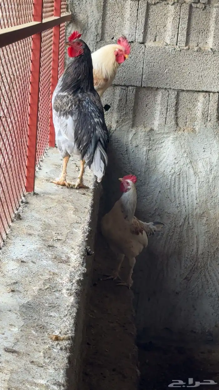 ديوك للبيع 7