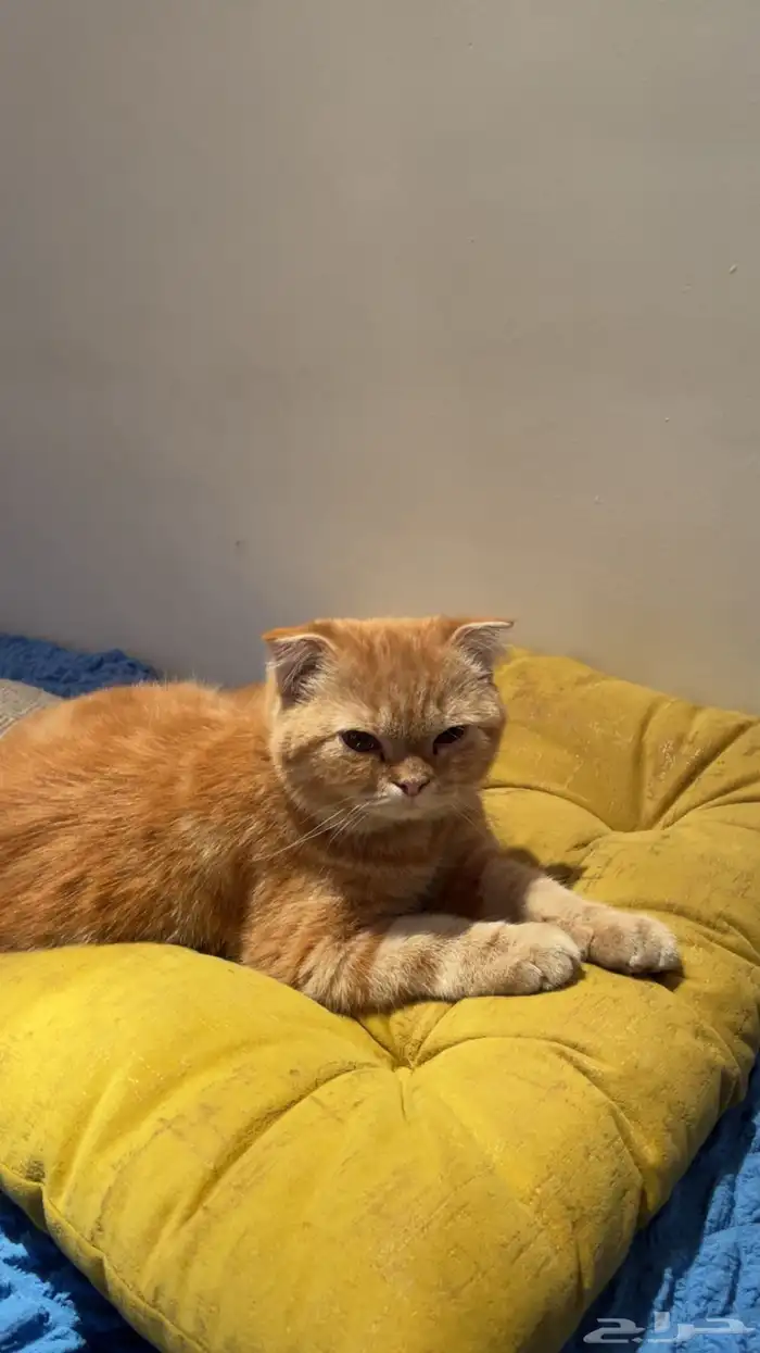 قط برتقالي 0