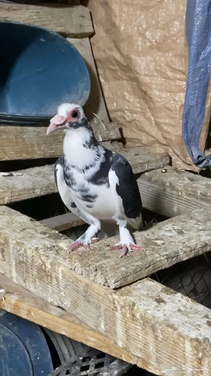 جوز حمام حساوي تحتهم فرخ 1