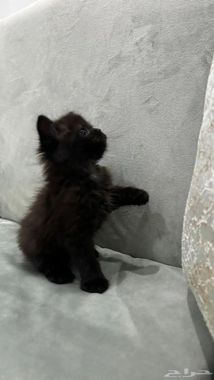 قطه للبيع شيرازي 2