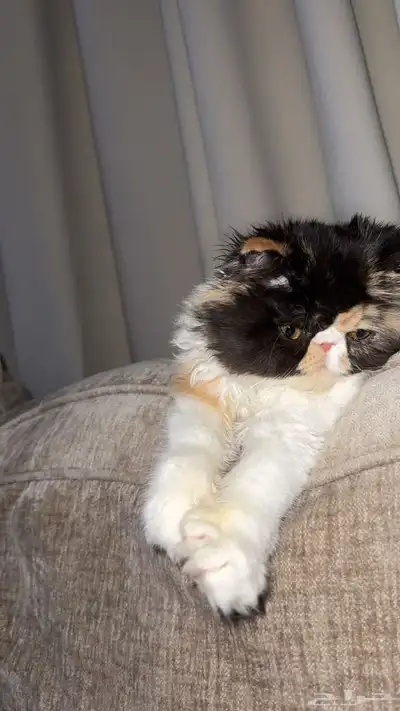 بيكي فيس فان index