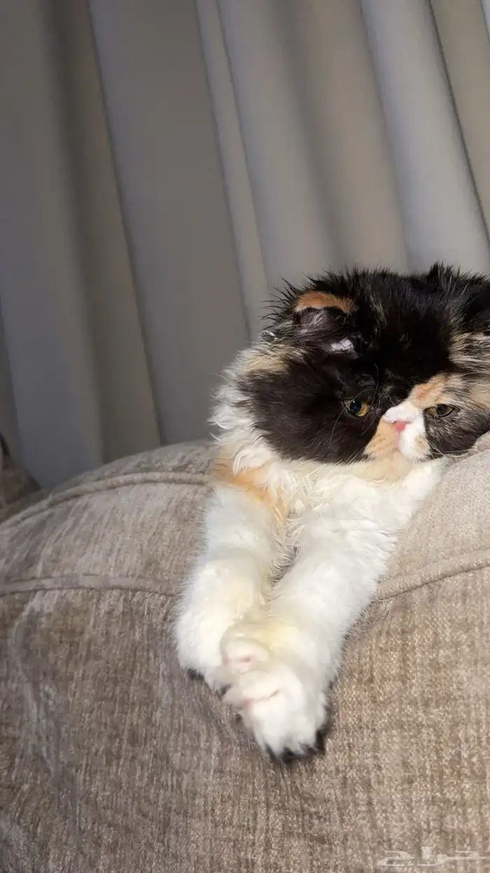 بيكي فيس فان 5