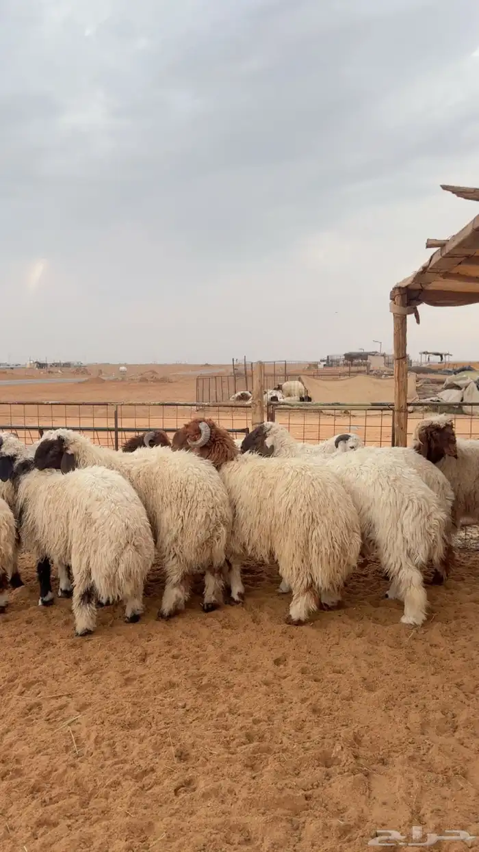 نعيم وحري العدد 12 جبر 1