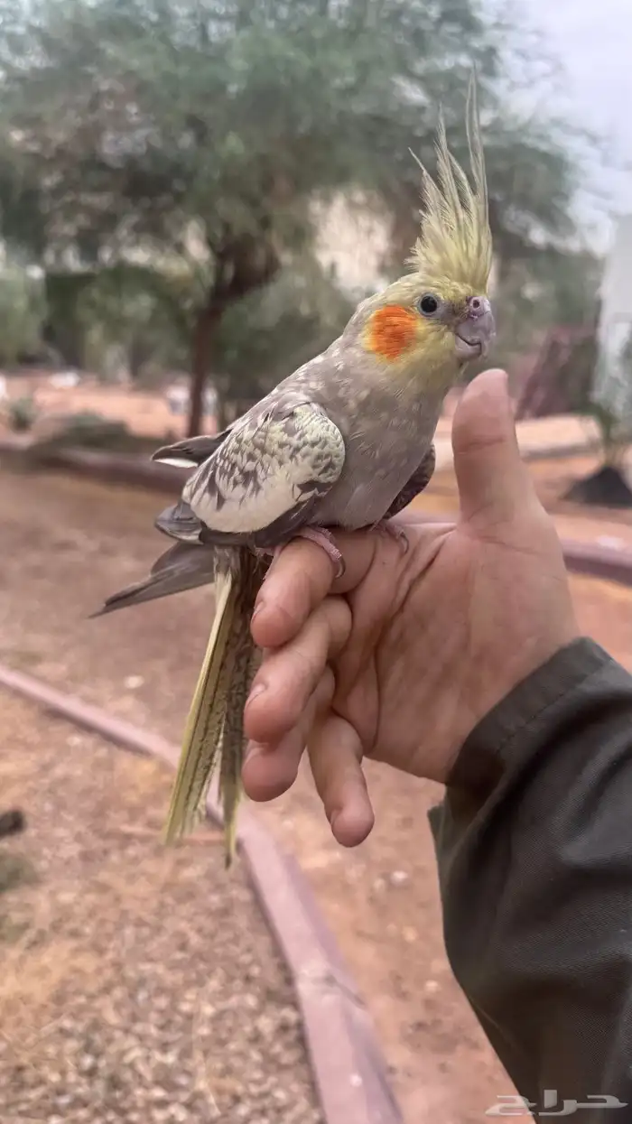 انثى كروان اليفه منتجه 2