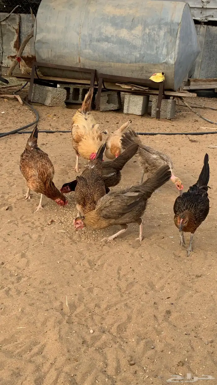 دجاج اناثي بلدي حضان شرط 1