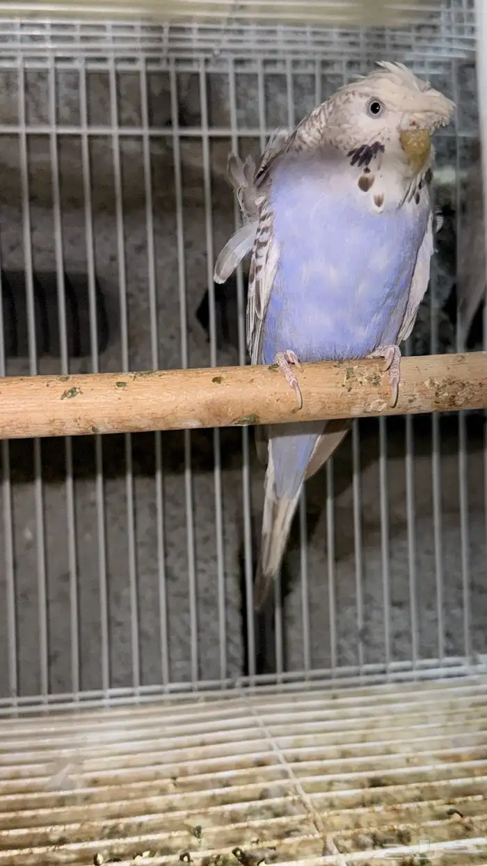 زوج هوقو وردتين دبل كرست منتج 2