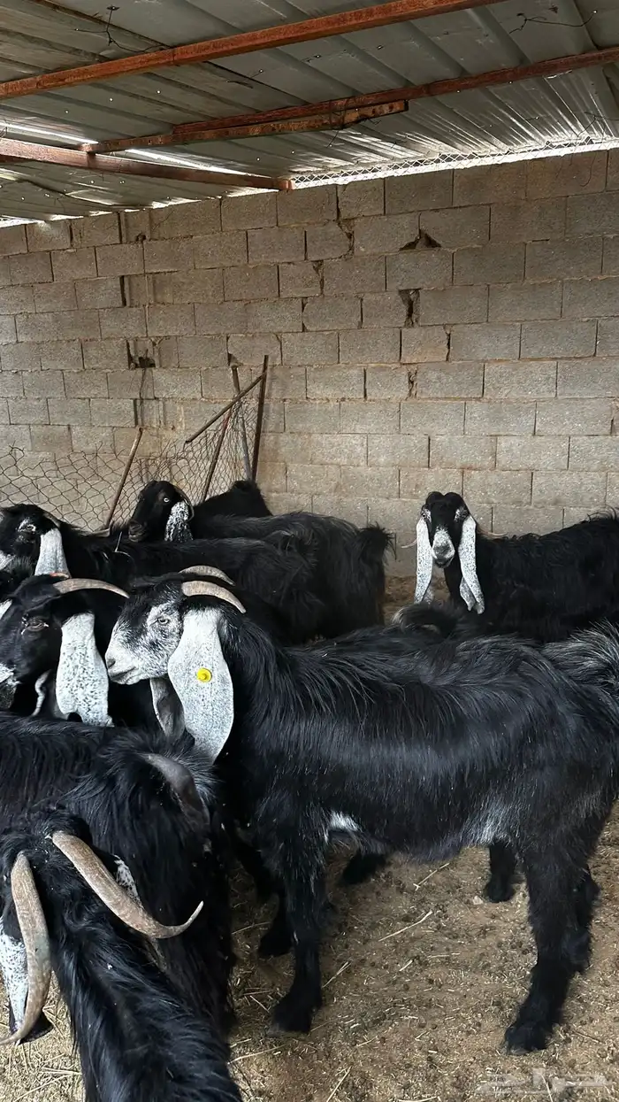 معزاء عوارض ضريع 5