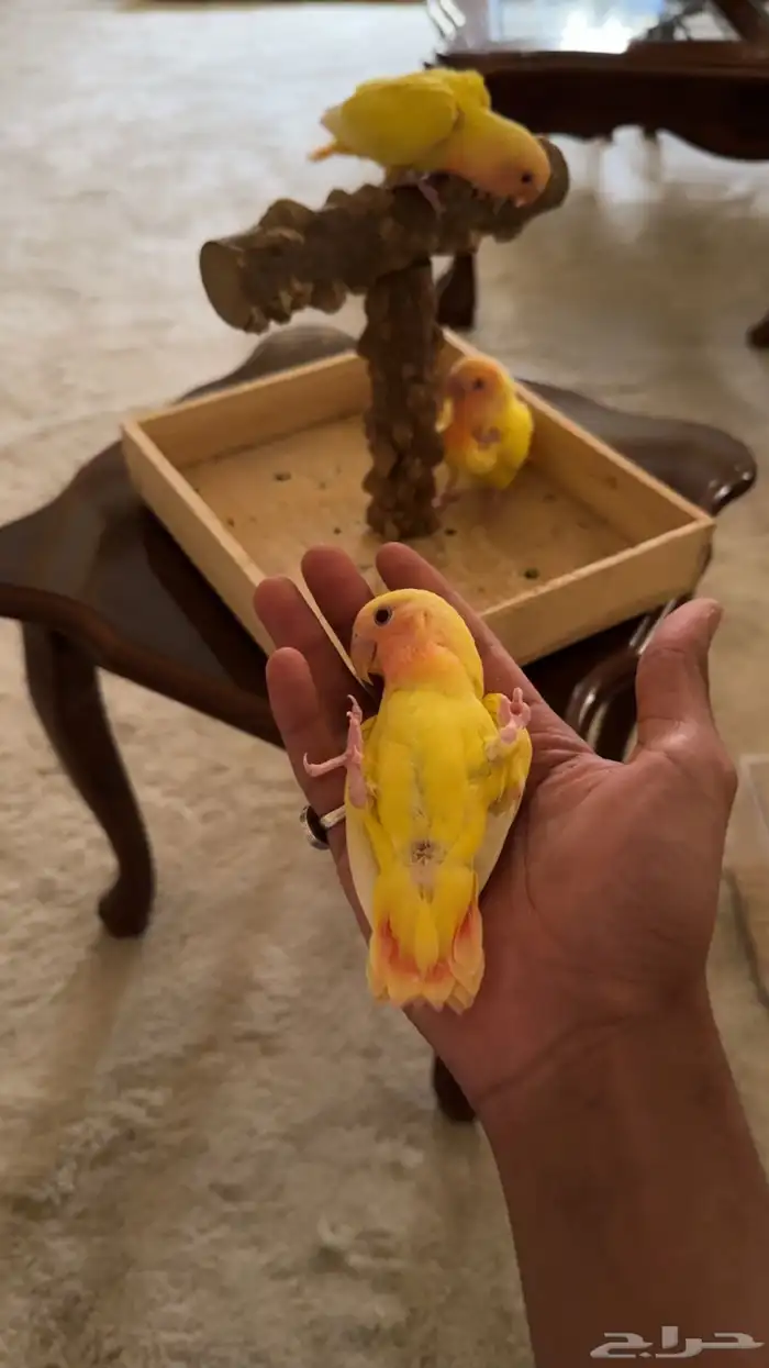 فروخ روز ((تم البيع ) احجام سوبر جنامبو 4