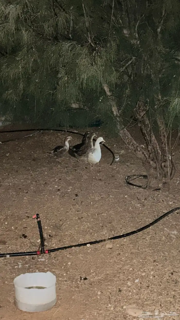 رومي للبيع 4