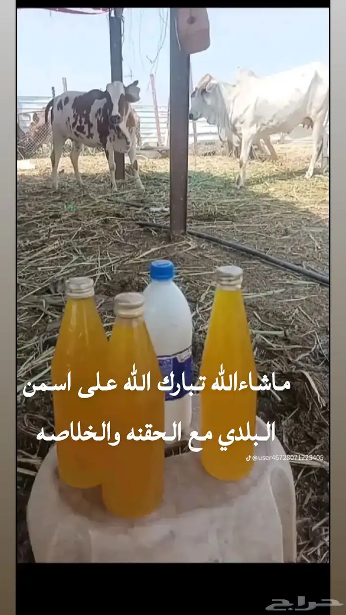 سمن بلدي مضمون بقري مع الحقنه والخلاصة 0