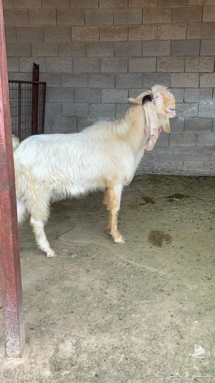 فحل مشروك ابيض 1