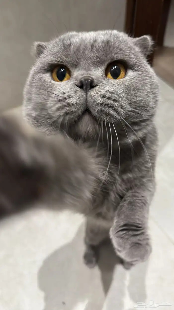 سكوتش فولد ذكر ((للتزاوج فقط)) 2