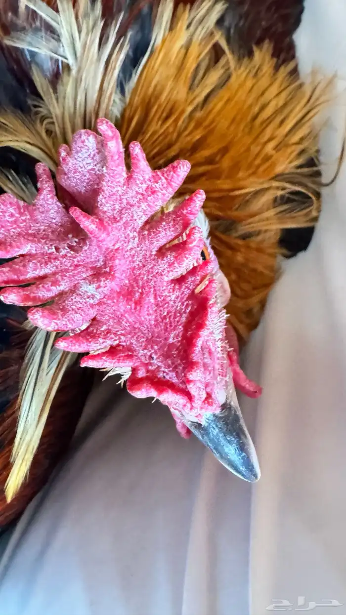 دجاج عربي ترثه اصيل فري 16